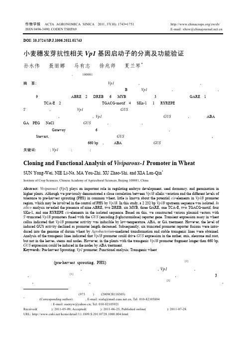 小麦穗发芽抗性相关Vp1基因启动子的分离及功能验证