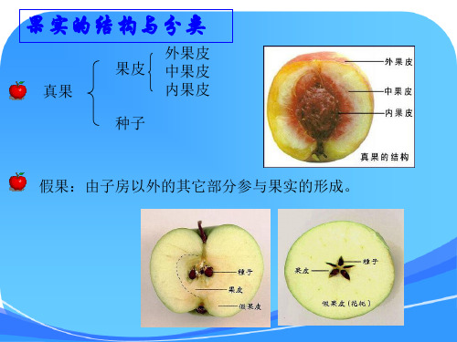 苏教版小学科学三年级下册《果实和种子》课件