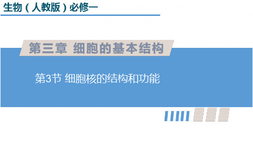 细胞核的结构和功能课件-高一上学期生物人教版必修1