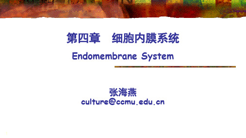 第四章  细胞内膜系统-ER