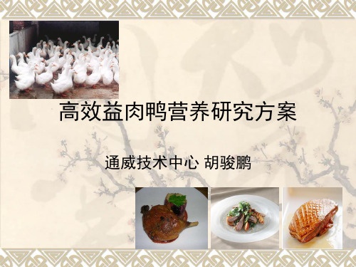 高效肉鸭养殖模式
