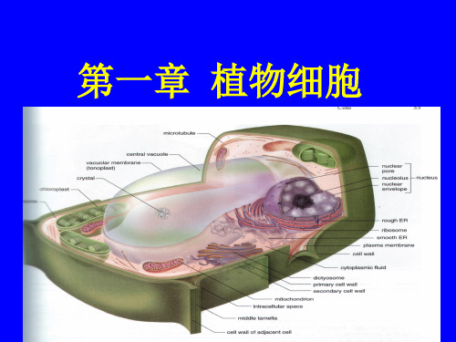 (完整版)2.植物生理学课件 第一章 植物细胞