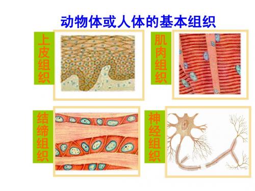 生物体的结构层次(动物)