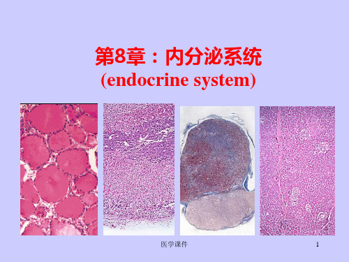 组织学与胚胎学--内分泌系统 PPT课件