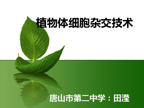 植物体细胞杂交(完整)