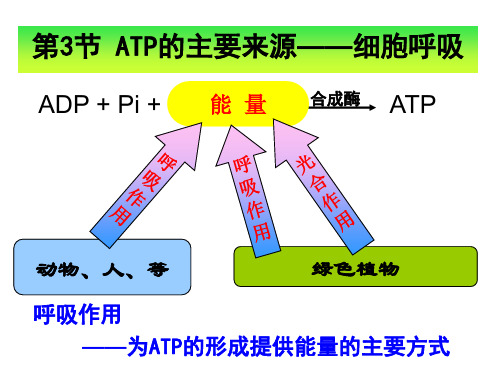 第3节ATP的主要来源---细胞呼吸文科