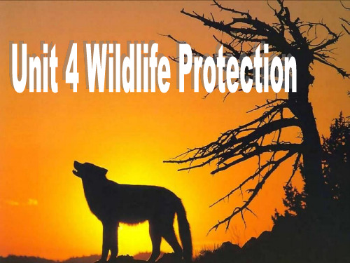 人教版高中英语 必修二 Unit4 《Wildlife  protection  ---Readin