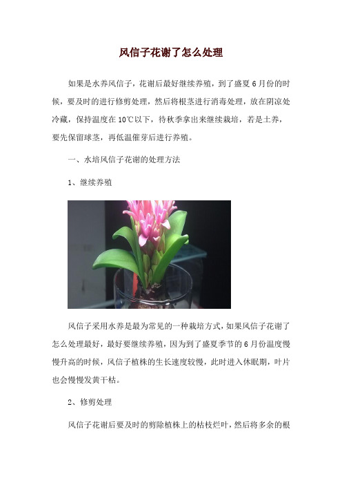 风信子花谢了怎么处理