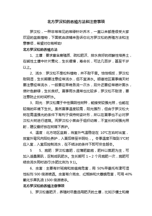 北方罗汉松的养殖方法和注意事项