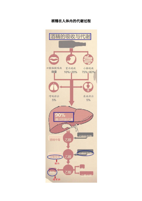 酒精在人体内的代谢过程