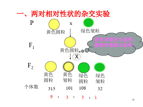 两对相对性状的杂交实验课堂PPT