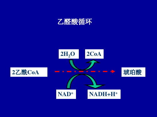 乙醛酸途径与糖异生