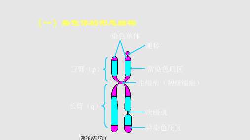 染色体的形态和结构