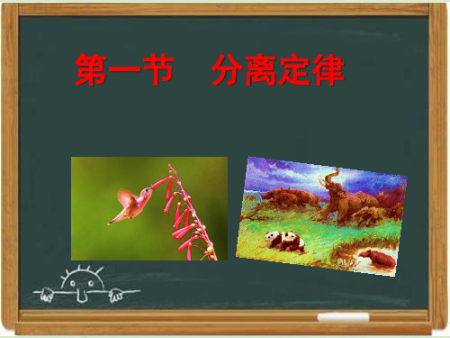 浙科版高中生物必修二《分离定律》教学课件-新版