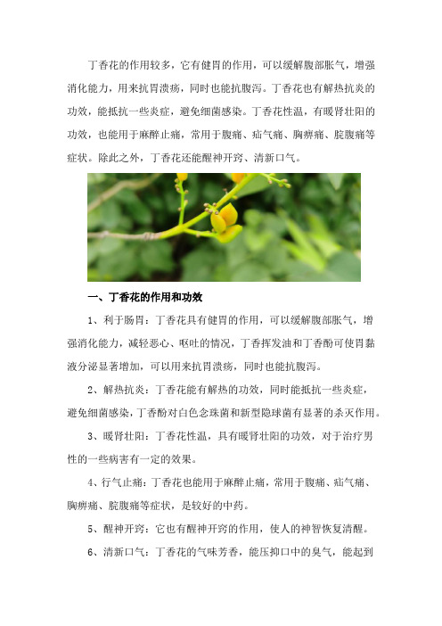 丁香花的作用和功效,有什么禁忌