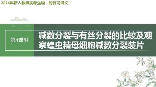 2024年新人教版高考生物一轮复习讲义  减数分裂与有丝分裂的比较及观察蝗虫精母细胞减数分裂装片