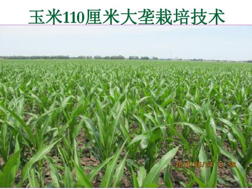 玉米110厘米大垄栽培技术