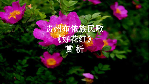 贵州布依族民歌《好花红》赏析