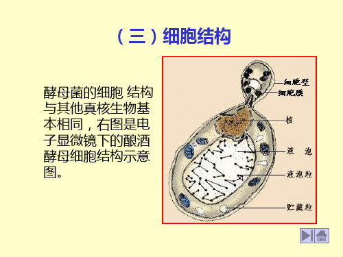 2020年复旦普通微生物学课件13参照模板