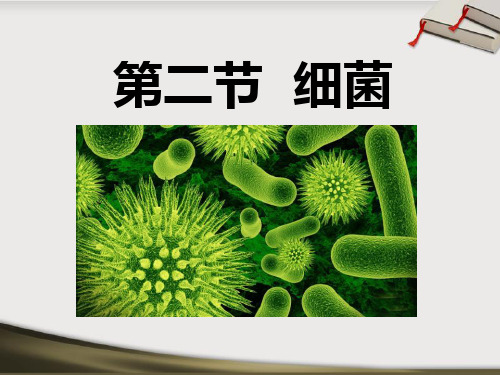《细菌》细菌和真菌PPT课件2