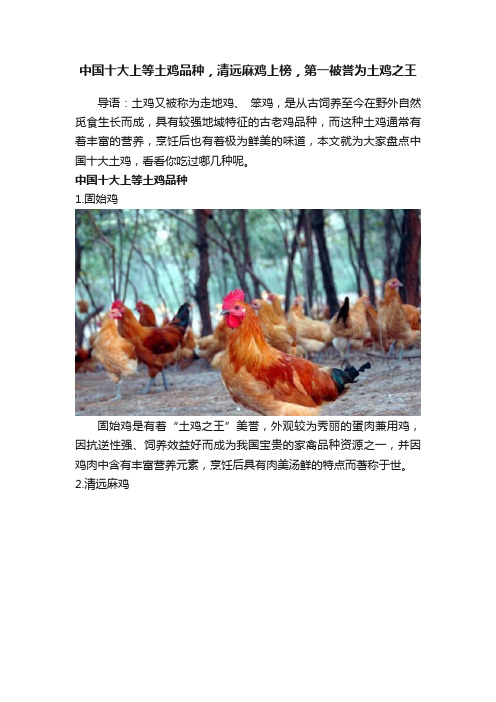 中国十大上等土鸡品种，清远麻鸡上榜，第一被誉为土鸡之王