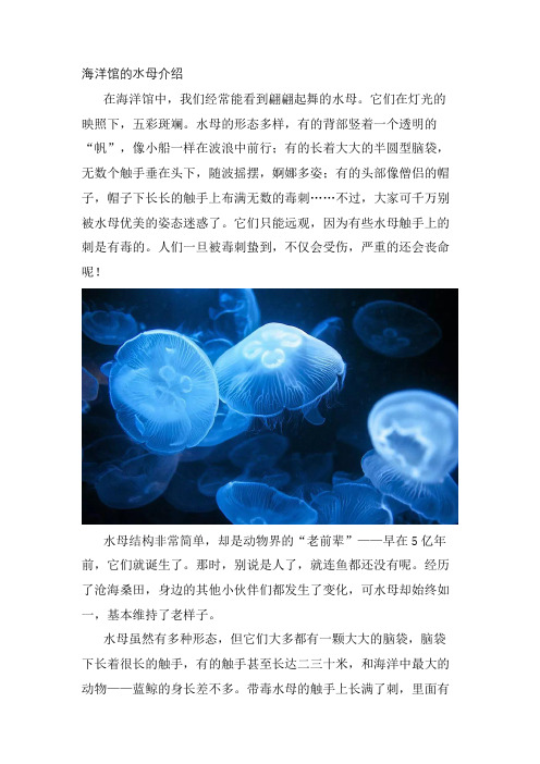 海洋馆的水母介绍