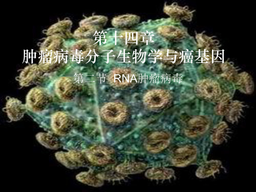 肿瘤病毒分子生物学