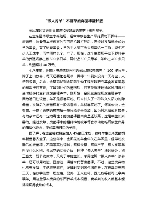 “懒人养羊”不割草废弃菌棒能长膘