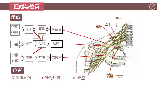 8.5.1臂丛系统解剖学