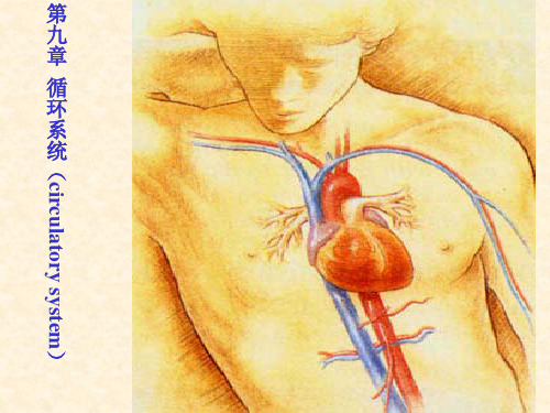 动物组织胚胎学课件：第九章 循环系统