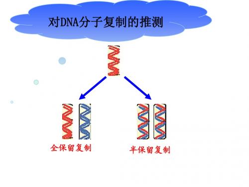 3.3之DNA半保留复制的验证