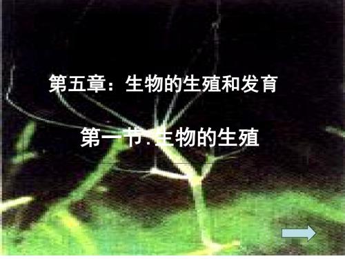 生物的生殖和发育PPT课件