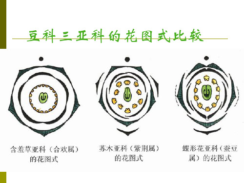 第十七章 蔷薇目(豆目)苏木科