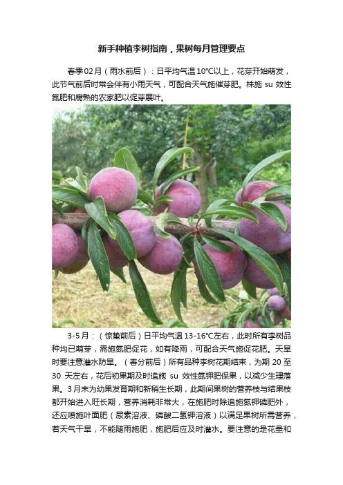 新手种植李树指南，果树每月管理要点