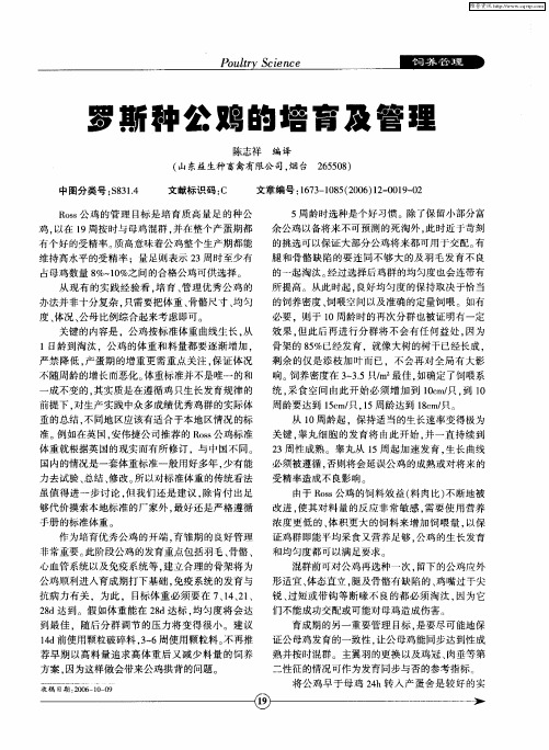罗斯种公鸡的培育及管理