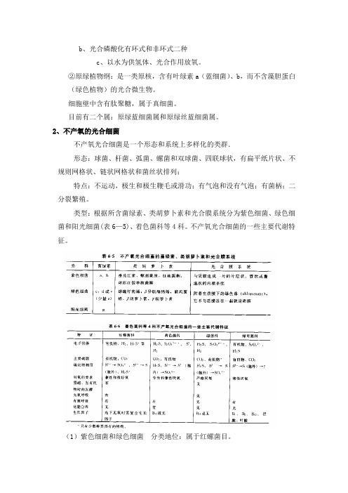 光合磷酸化要点