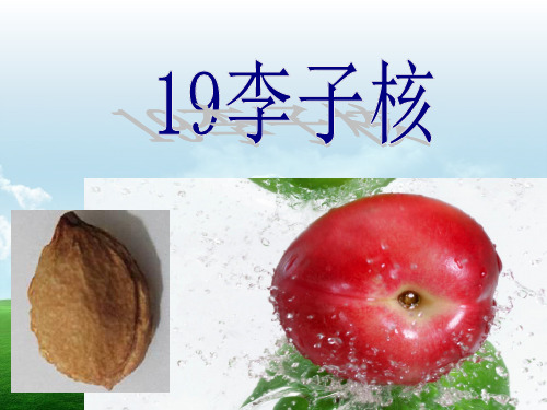 鄂教版《李子核_》PPT课件
