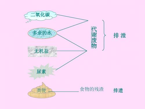 尿的形成和排出课件