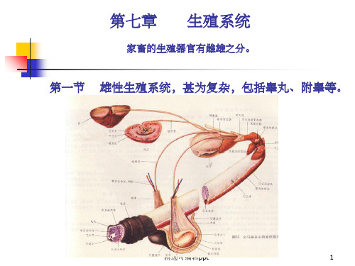 家畜解剖生理 第七章  生殖系统