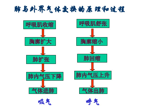 第二节_发生在肺内的气体交换(第二课时)