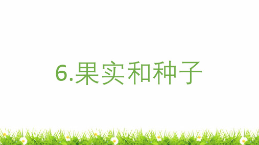 最新教科版科学四年级下册《果实和种子》精品课件