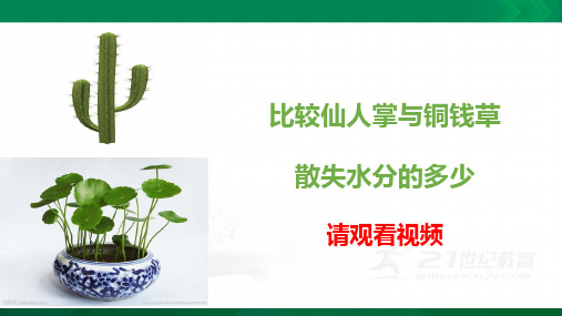 【新教材】冀人版三年级下册科学课件:6.仙人掌与莲