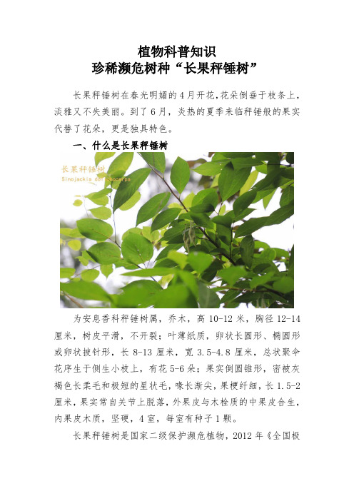 植物科普知识珍稀濒危树种“长果秤锤树”