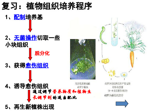 微生物的营养与培养基