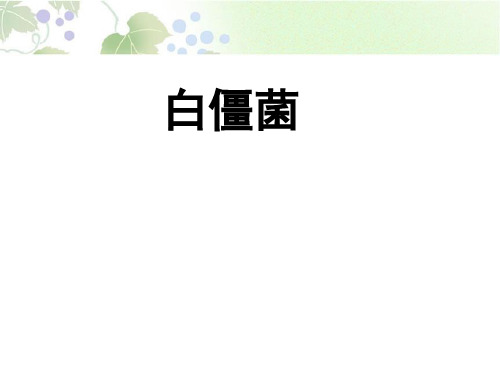 (白僵菌)解析