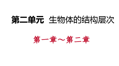 人教版七年级生物上册第二单元 生物体的结构层次复习课件(共15张PPT)