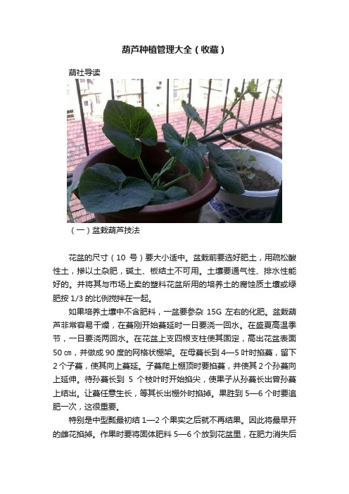 葫芦种植管理大全（收藏）