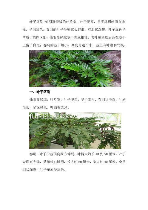 仙羽蔓绿绒和春羽区别