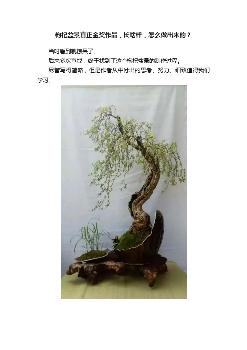 枸杞盆景真正金奖作品，长啥样，怎么做出来的？