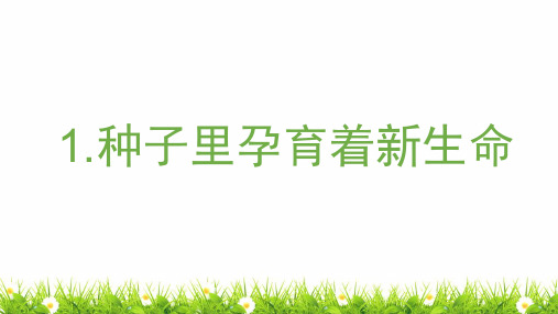 教科版小学科学四年级下册《种子里孕育着新生命》名师教学课件